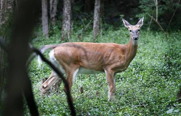 Bonus antlerless quotas lowered in Franklin, three other counties – WRBI Radio - Vimarsana News