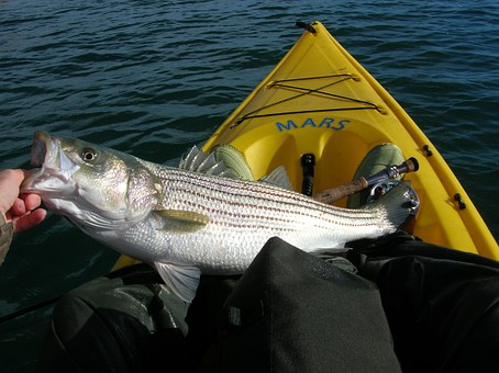 Indiana DNR stocks Brookville Lake with striped bass – WRBI Radio - Vimarsana News