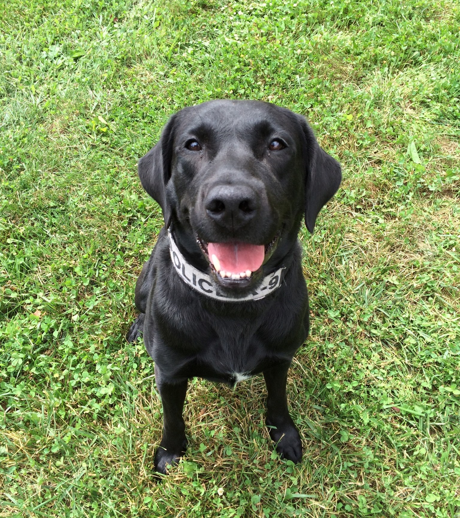 Dillsboro Police mourn passing of department’s first K9 officer WRBI